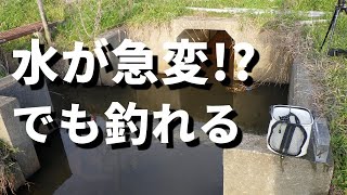 水が激変!?　タナゴは釣れるのか・・釣れるよ。【春のタナゴ釣り】Japanese small fish fishing in the spring of 2020.