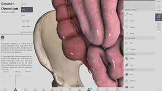 Cecum | GIT | Anatomy