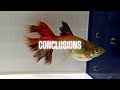 guppy fry care guppy fry growth stages a full guide with videos