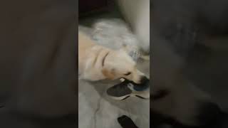 dog running with it mouth fills with shoes #shorts#youtube#shortsvideo