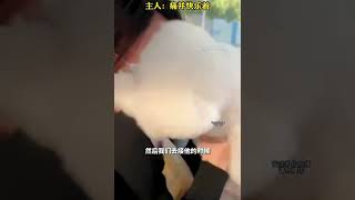 狗狗兩個小時不見主人激情親吻表達愛意，主人：痛並幸福著！