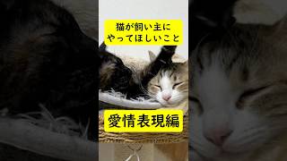 【雑学】猫が飼い主にやってほしいこと５選 愛情表現編