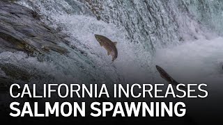 California Increases Salmon Spawning to Make Up for Drought