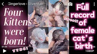 Full record of female cat’s birth process母猫生产过程全记录#daily #cat #kitten #cute