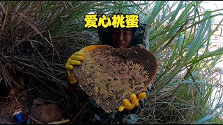 新年第一窝就挖了20多斤蜂蜜价值2000多，又是发财的一天 【小黑】