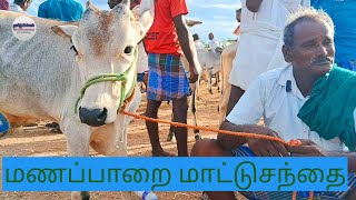 மணப்பாறை மாட்டுச்சந்தையில் காங்கேயம் கன்றுகள் மற்றும் நாட்டு மாடுகள் விலை நிலவரம் #cow #bull #cattle