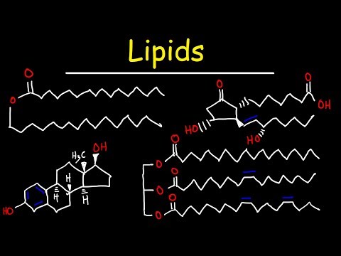 What type of lipid molecule includes testosterone and cholesterol?