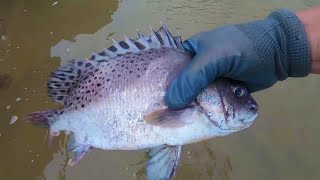 [Fishing] 退潮後趕海，水坑里抓到擱淺的猛貨，舟仔走大運了【舟仔趕海】