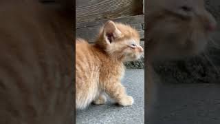 【伏見稲荷】よちよち歩きの茶トラ子猫　toddler kitten