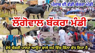 ਲੌਂਗੋਵਾਲ ਬੱਕਰਾ ਮੰਡੀ - Longowal Bakra Mandi - Goat farming - @iltilanadhuri