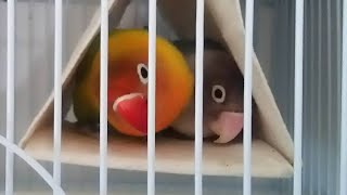 ボタンインコ　らいむ＆りゅうペア　紹介