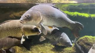 コイのいる水族館＠鴨川シーワールド