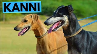 Kanni Dog Breed - Facts and Information