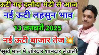 दलौदा मंडी आज का नई लहसुन का भाव 13 जनवरी 2025 |new ooty garlic rate today daloda mandi|nai lahsun