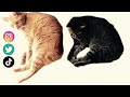 【第十段】写真の中から猫を探せ＆正解動画 find the cat in the photo