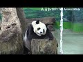 yuanyuan ate up yuanbao s snacks again yuanbao had to do gymnastics on the perch by herself......