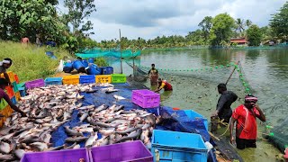 Fish farming in Kuttanadu | കുട്ടനാട്ടിലെ മത്സ്യ കൃഷി