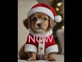 dog cute song catsoftiktok capcut 犬