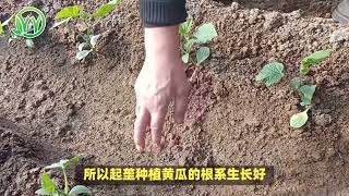 种植黄瓜如何起垄 黄瓜起垄、吊蔓栽培技术讲解。#黄瓜种植