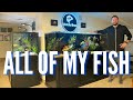 ALL OF MY AQUARIUMS & FISH | The Complete Fish Room Tour