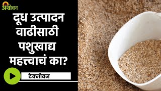 Animal Fodder : जनावरांसाठी कोणतं पशुखाद्य ठरतं उपयुक्त ? | ॲग्रोवन