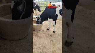 ఈ ఆవు ధర తక్కువ! రెండవ ఈత ఆవు😱!!7013991680#viral#cow#telugudairy#trending#music #milk #1kviews#like