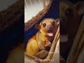 キンカジュー君隙間に潜んでブドウ食べてます kinkajou animal エキゾチックアニマル pet ブドウ キンカジュー ハンモック shorts