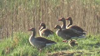 Oca comúnMłode gęgawy skubiące trawę#Greylag Goose# Graugans#Husa velká#Anser anser