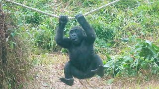 小金剛Ringo在雨天更可愛🦍🌧Ringo is cuter on rainy days#金剛猩猩 #gorilla