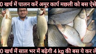 बिना खर्च में पाले अमूर कार्प मछली जाने सिक्रेट तरीका मछली पालन का ।। Amur Carp Fish farming