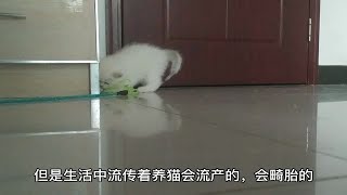 怀孕能养猫吗？养猫的好处有哪些？应该注意哪些呢？