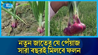 নতুন জাতের পেঁয়াজ,  সারা বছরই ফলন, আমদানির সঙ্গে দামও কমবে | Onion  | Cultivation | Farmers | Rtv