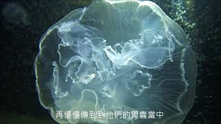 野柳海洋世界-線上解說-海月水母