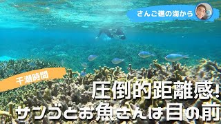 【石垣島】圧倒的距離感！サンゴとお魚さんは目の前3月13日シュノーケルツアー動画