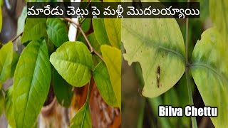 మారేడు చెట్టుపై పురుగుల దాడి|Bilva Chettu Care|Pest on Bilva Plant|Instant Pesticide  #Monsoons