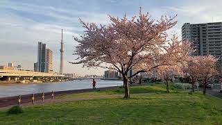 汐入公園　桜並木　♬　桜　さくら　ソメイヨシノ　✿　荒川区　南千住　Shioiri Park sakura　☆　東京スカイツリー　隅田川　瑞光橋　2022年 4月1日　夕日　落陽