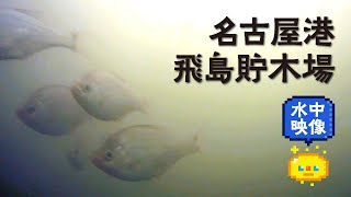 【堤防釣り】名古屋港 飛島村貯木場 / Embankment fishing