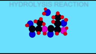 AP1: BIOCHEMISTRY: HYDROLYSIS REACTIONS