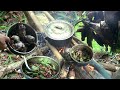 Hunting Birds In The Jungle | Catch & Cook | Yos hav zoov tua noog