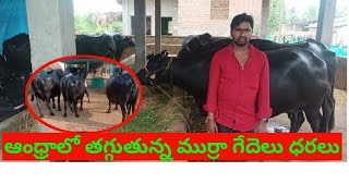 9346082188. ప్యూర్ ముర్రా జాతి గేదెలు అమ్మబడును పాల గ్యారంటీతో ధర 80000 రాజమండ్రిలో