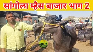 सांगोला म्हैस बाजार || भाग 2 ||