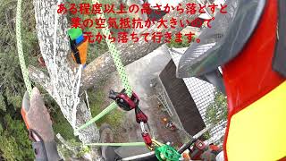 恵亮院大楠の枝下ろし　1-6　2024年10月26日