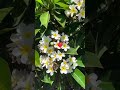 plumeria plant beauty 🌿#plumeria #plumeriaflower #ytshorts #shortsfeed #shortsviral #youtubeshorts