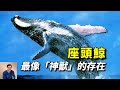 唯一讓虎鯨懼怕的動物，神獸「鯤」的原型，充滿正義感的海洋代言人——座頭鯨！【老肉雜談】#動物 #海洋生物 #野生動物 #鯨 #whale