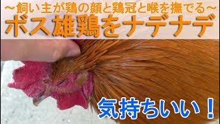 ボス雄鶏をナデナデ～飼い主はニワトリの顔と鶏冠と喉を撫でて触れ合う～