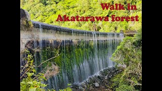 Walk into Akatarawa forest to the Birchville Dam