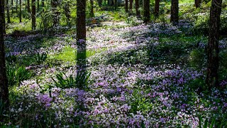 יער הרקפות המכושף בכוכב יאיר 🌲 Cyclamen forest 🥀 Kochav-Yair