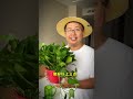 在家怎么才能养好绿萝？注意以下四点……how to grow pothos at home pay attention to the following four points