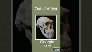 Homo Erectus Out of Africa #shorts #paleoanthropology #fossils #ancestors #science #uctv #research