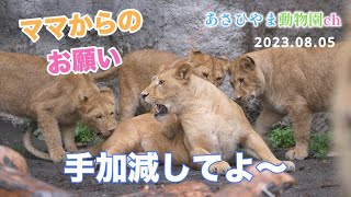 【旭山動物園ライオン】オリト家の1日。逞しくなった子ども達にイオもタジタジ。でもママは強し。あれ？オリトは...登場から退場まで...プレミア公開済み